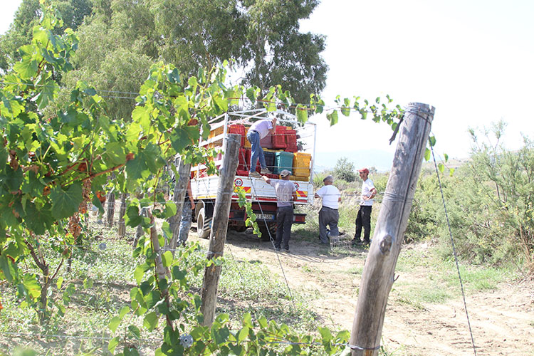 Formazione per gli operatori del comparto vitivinicolo. Vinocalabrese.it e Formamentis a supporto del comparto regionale