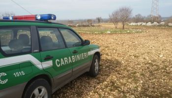 Carabinieri forestali effettuano sequestro nel vibonese e denunciano proprietario di azienda agricola