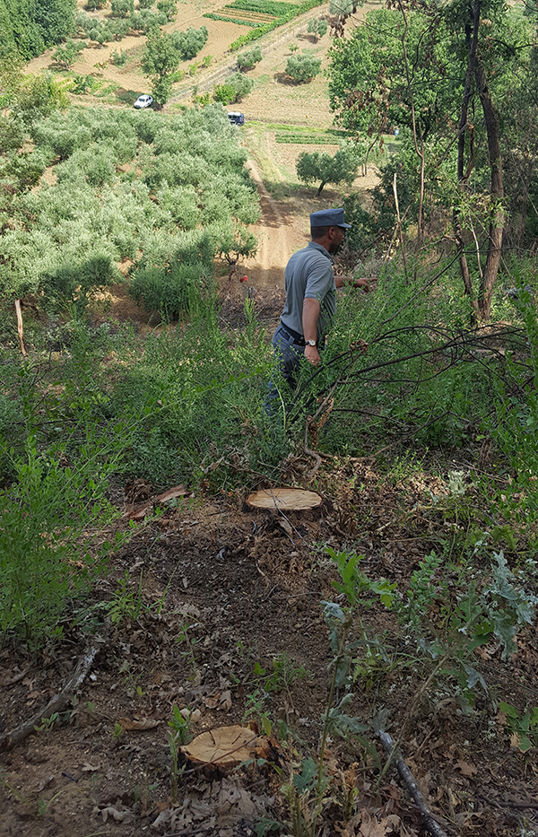 Furto di piante in area comunale. Una denuncia dei Carabinieri Forestale