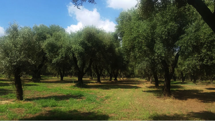 Cinque oli calabresi nella rete dei presidi Slow Food dell’extravergine