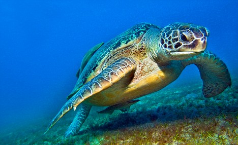 Caretta Caretta soccorsa a Pellaro