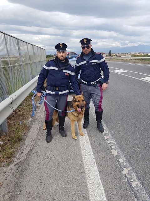 Cane vagava sulla 106. Recuperato dalla Polizia Stradale