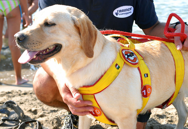 Bambina si perde sulla spiaggia, la ritrova il cane bagnino