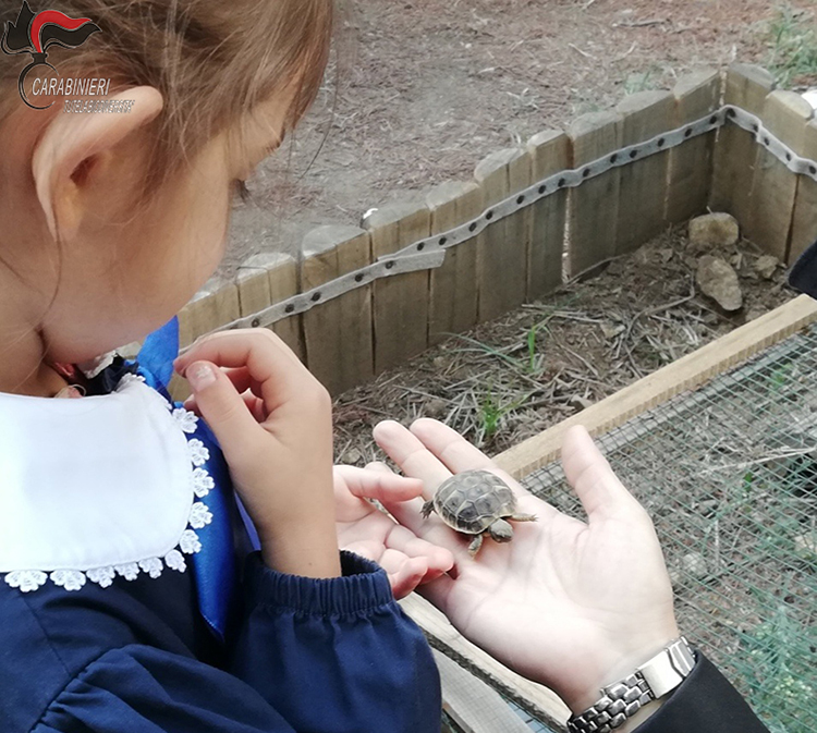 La tartaruga va a scuola. Nati tre esemplari in un istituto di Cosenza