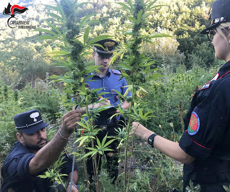 Carabinieri forestali scoprono piantagione di canapa