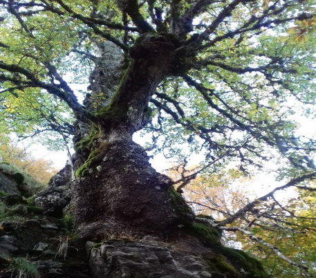 In Aspromonte una delle querce più vecchie del pianeta