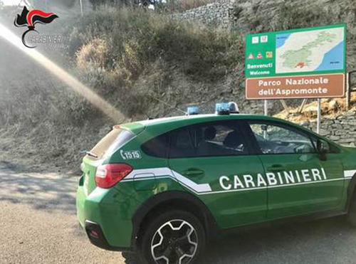 Contrasto al bracconaggio. Carabinieri forestali denunciano un uomo