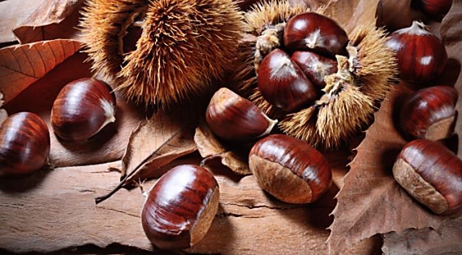 Il rilancio del settore castanicolo del Savuto e delle Serre Cosentine nel workshop di ProjectLife