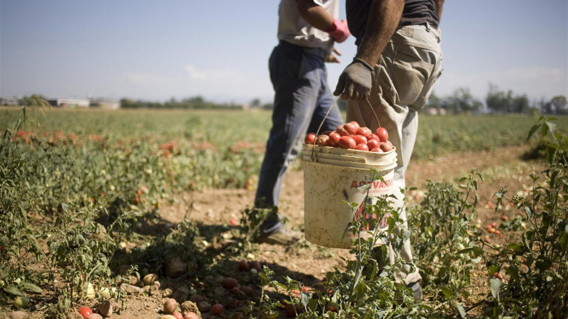 braccianti agricoli