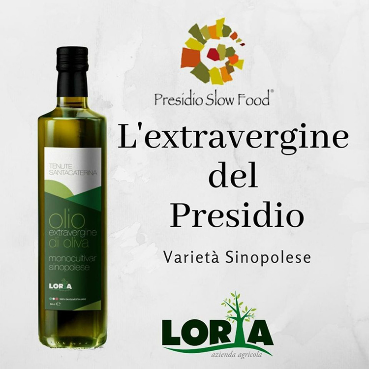 La Calabria ha un nuovo presidio Slow Food: la Sinopolese, cultivar olivicola