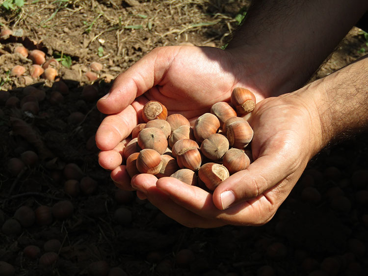 Calabria in guscio. Dalla nocciola una nuova opportunità di sviluppo per l’agroalimentare