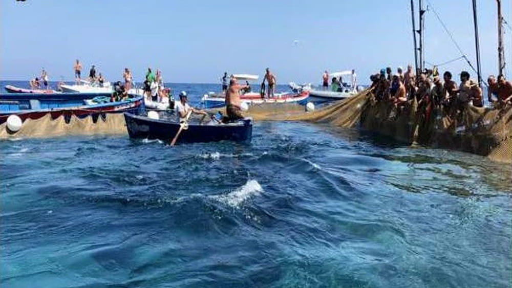 Pesca del tonno rosso: Calabria e Sicilia penalizzate. Gallo incalza il Governo: rivedere regole