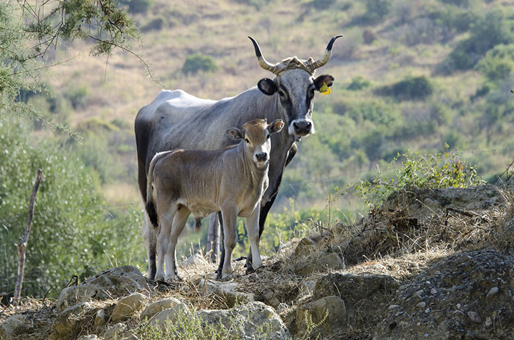 vitello podolica