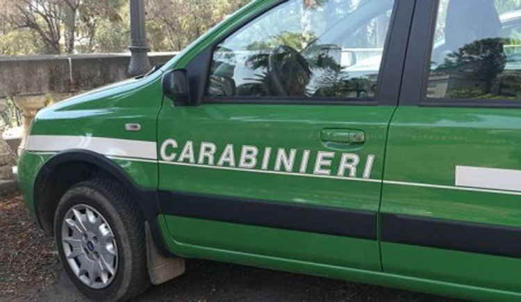 carabinieri forestali auto lato