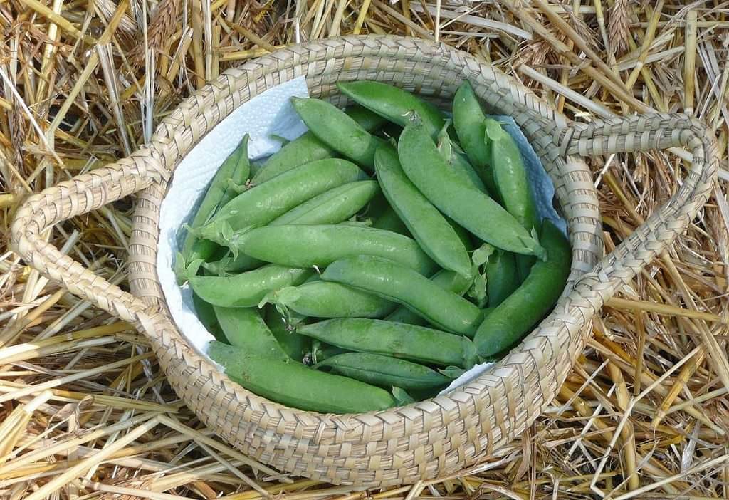 Slow Food. Due nuovi prodotti del territorio in arrivo da Trebisacce e Montegiordano