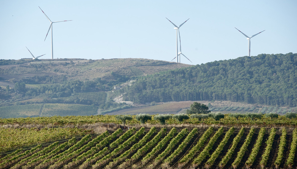 Pale eloiche in mezzo ai vigneti: contro l’impianto i sindaci di Cirò