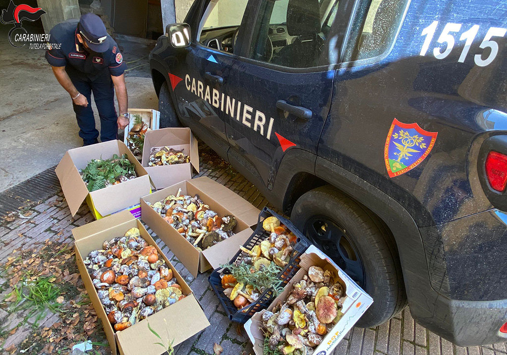 Sequestrati oltre 70 kg di funghi,  numerose sanzioni a Montalto Uffugo