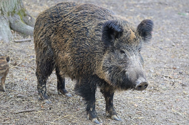 Primo caso di “Trichinosi” nel cinghiale in Calabria