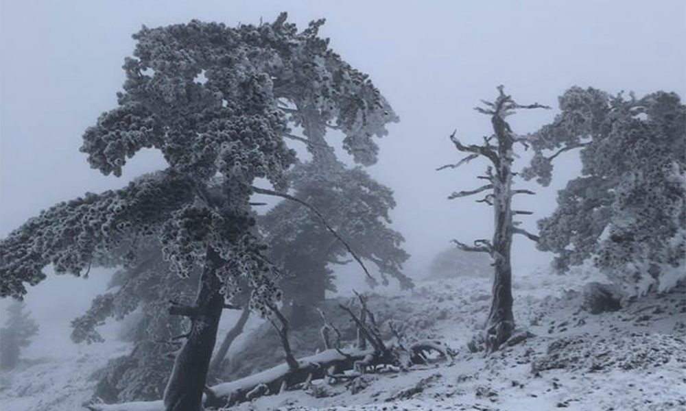 pino loricato nebbia Sallorenzo