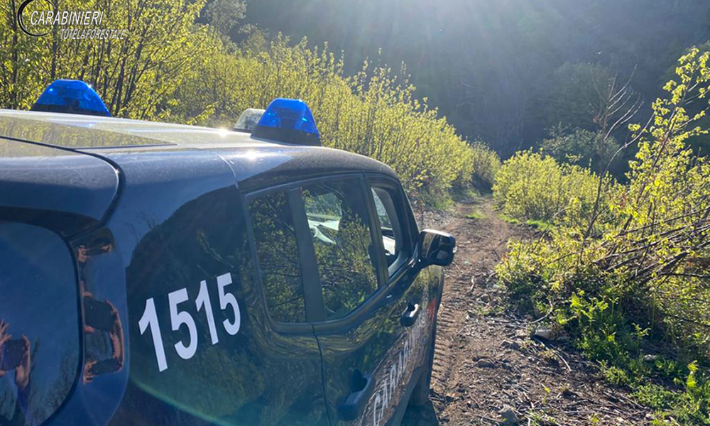 Furto aggravato di alberi: due uomini denunciati dai Carabinieri forestale