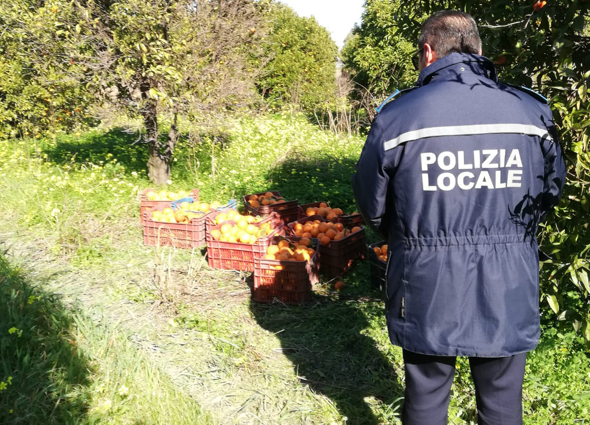 cassano polizia locale arance furto